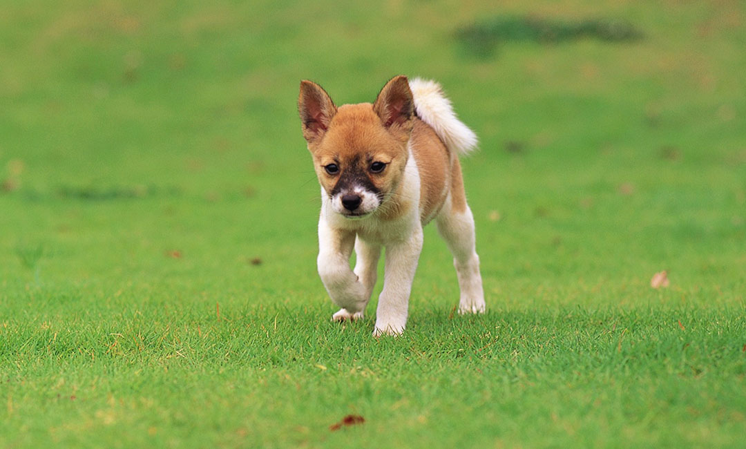 河池叮叮宠物商业计划书案例